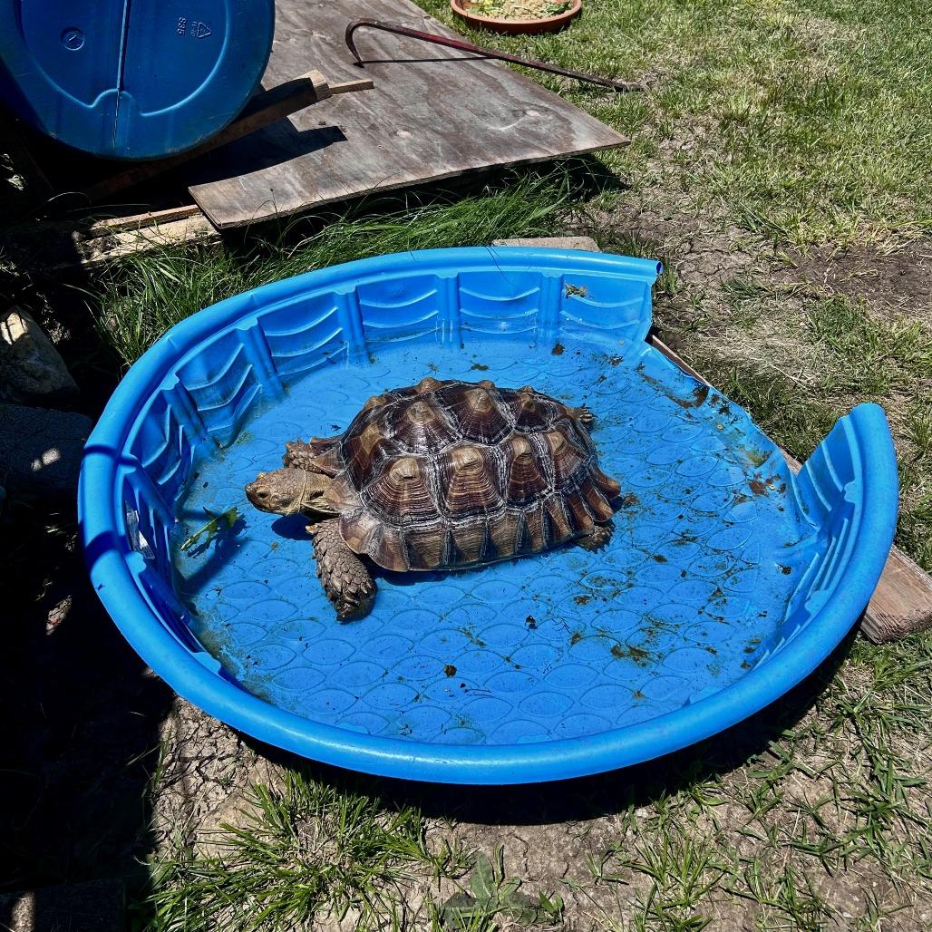 Enlarge Mando (Sulcata), a Adoptable Sulcata in San Marcos, TX image 6/6