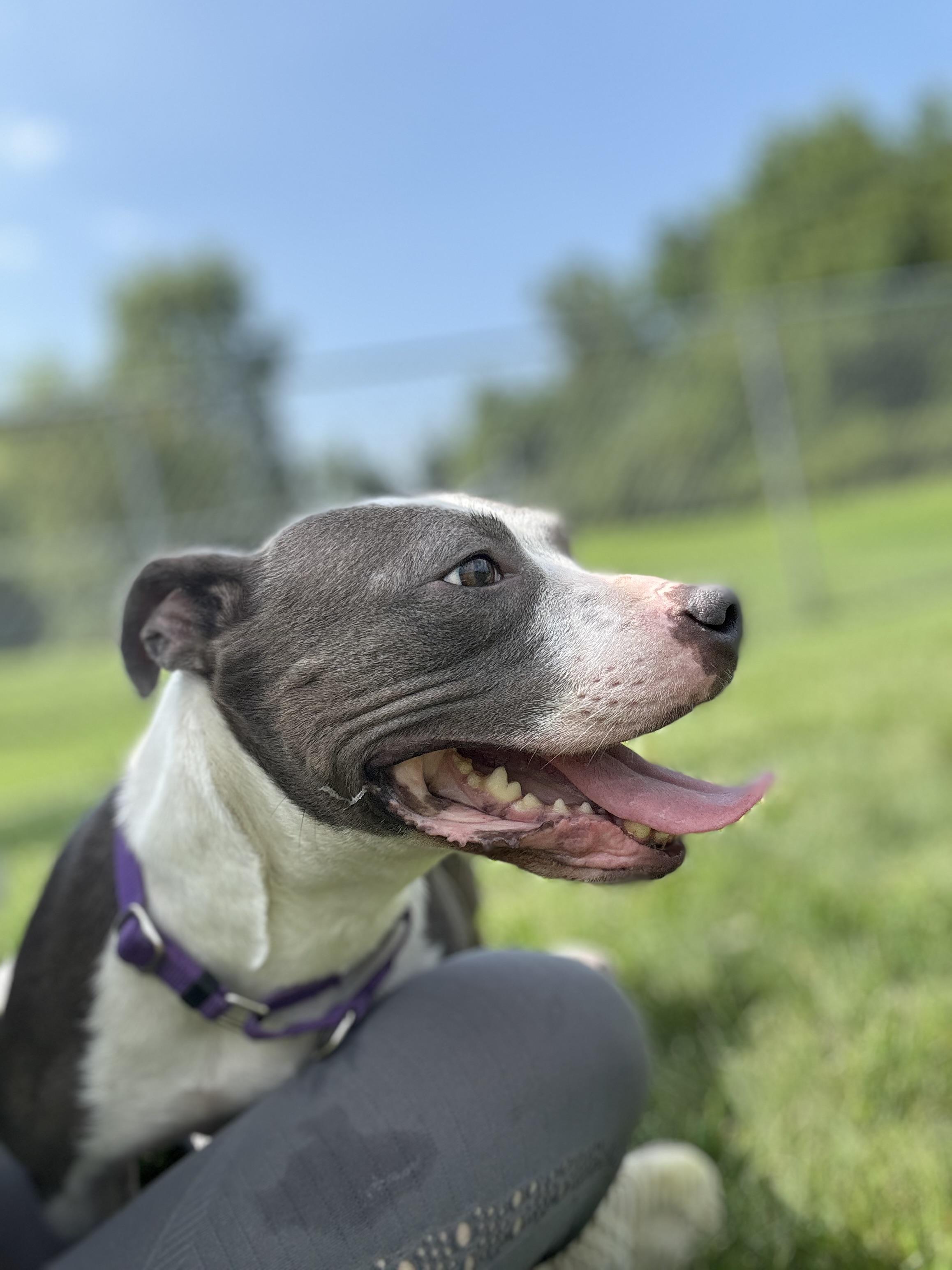 Ruby, a Adoptable mixed breed in Mansfield, OH image 1/2