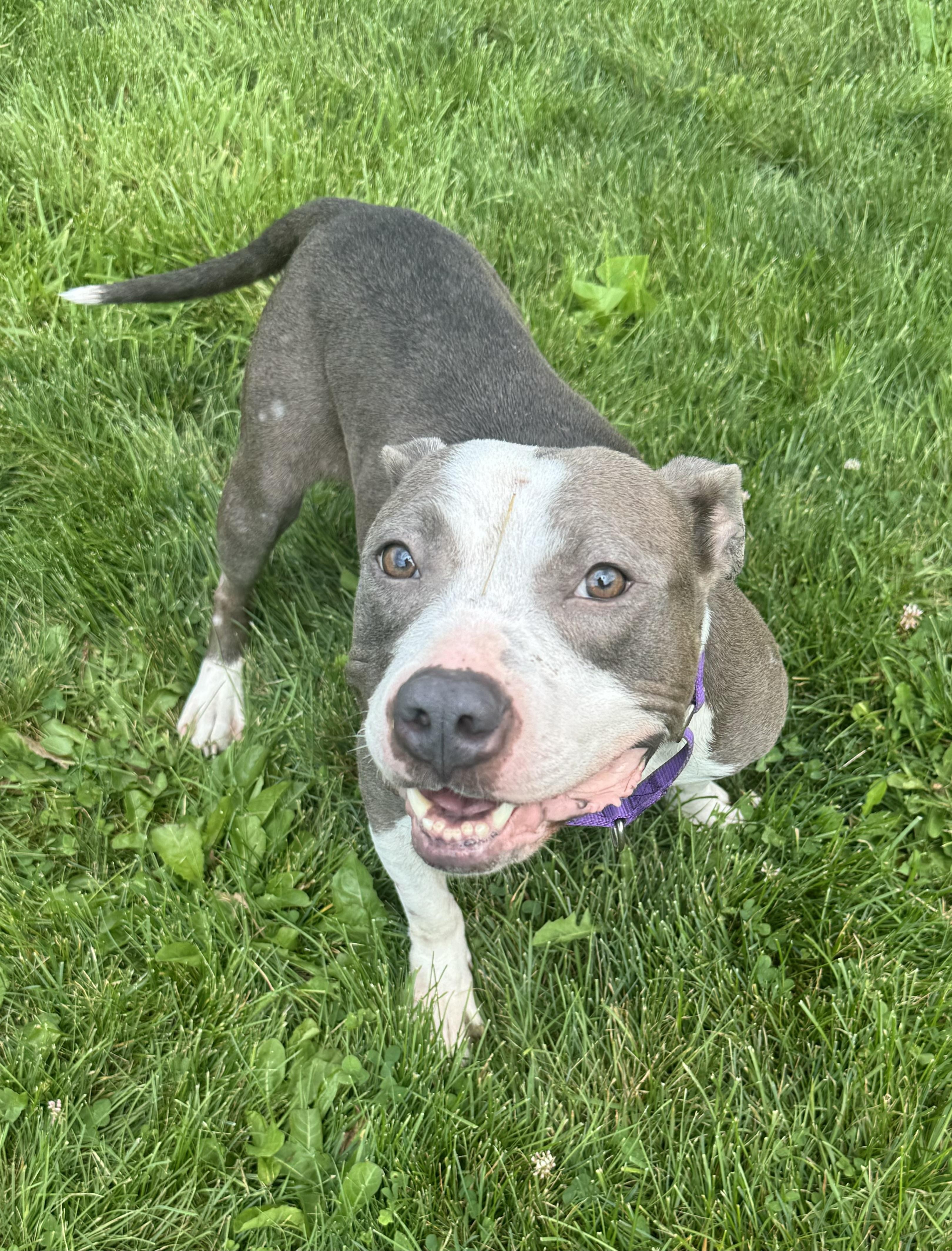 Ruby, a Adoptable mixed breed in Mansfield, OH image 2/2