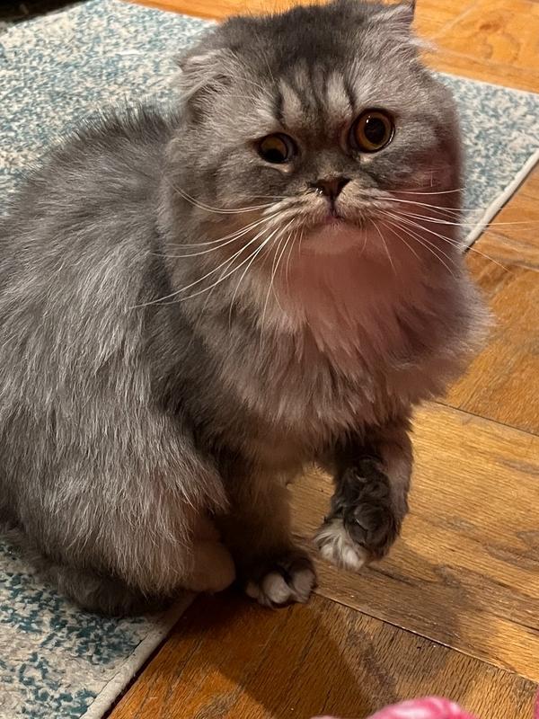 Freya, Adoptable, Young Female Persian & Scottish Fold.