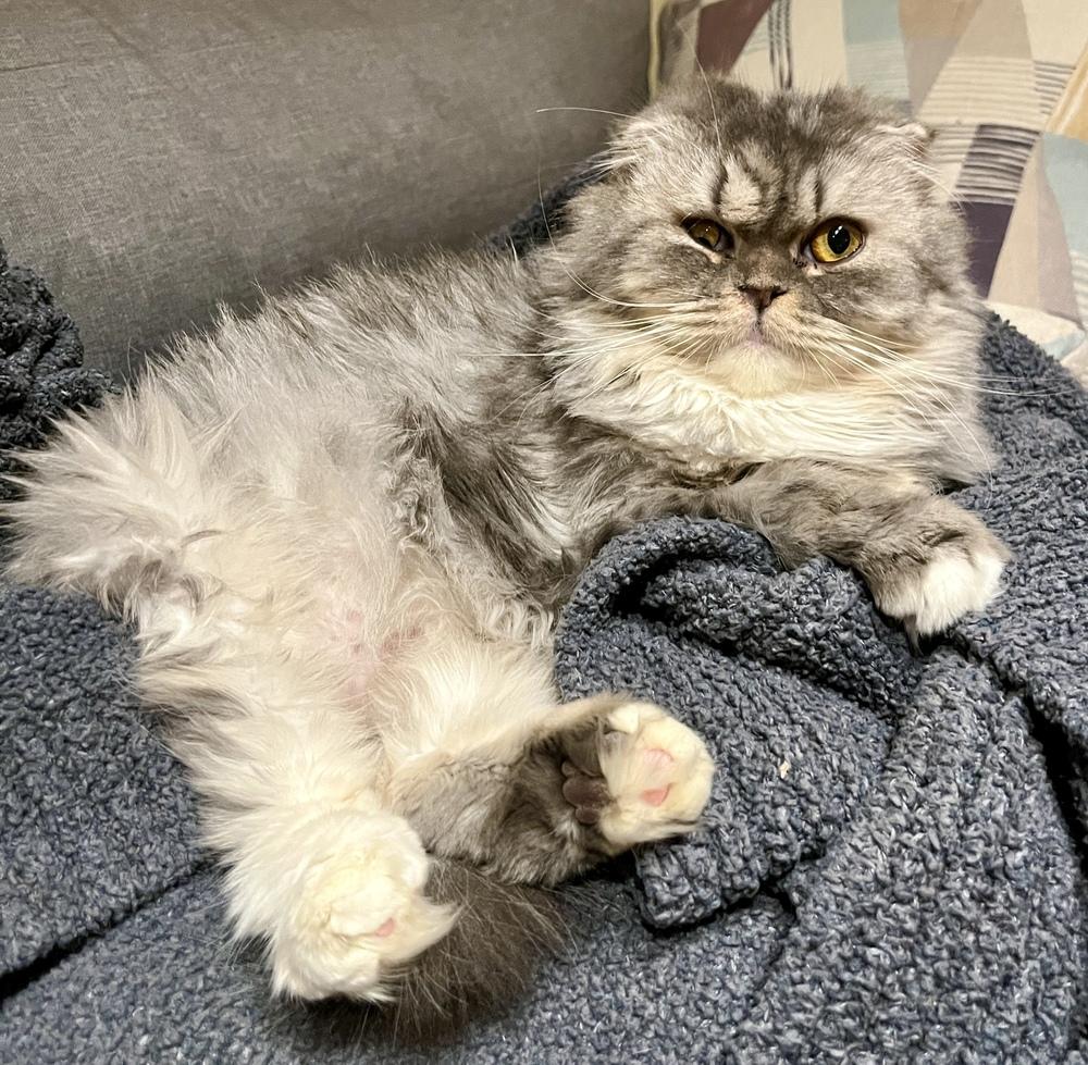 Freya, Adoptable, Young Female Persian & Scottish Fold.