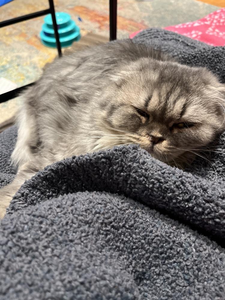 Enlarge Freya, a Adoptable mixed breed in Vienna , VA image 3/3