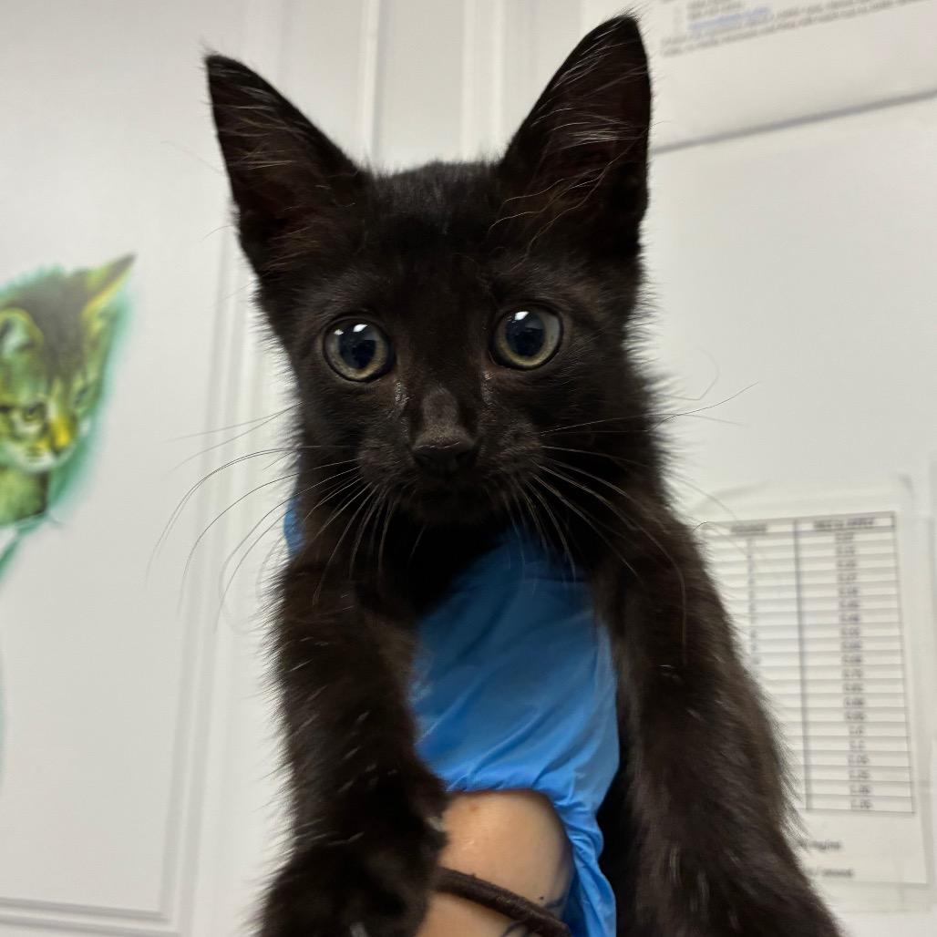 Marshmallow, Adoptable, Kitten Female Domestic Short Hair.