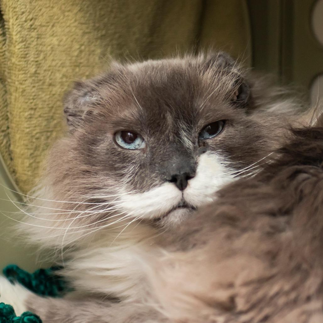 Enlarge Pat, a Adoptable Domestic Long Hair in Middletown, RI image 1/1