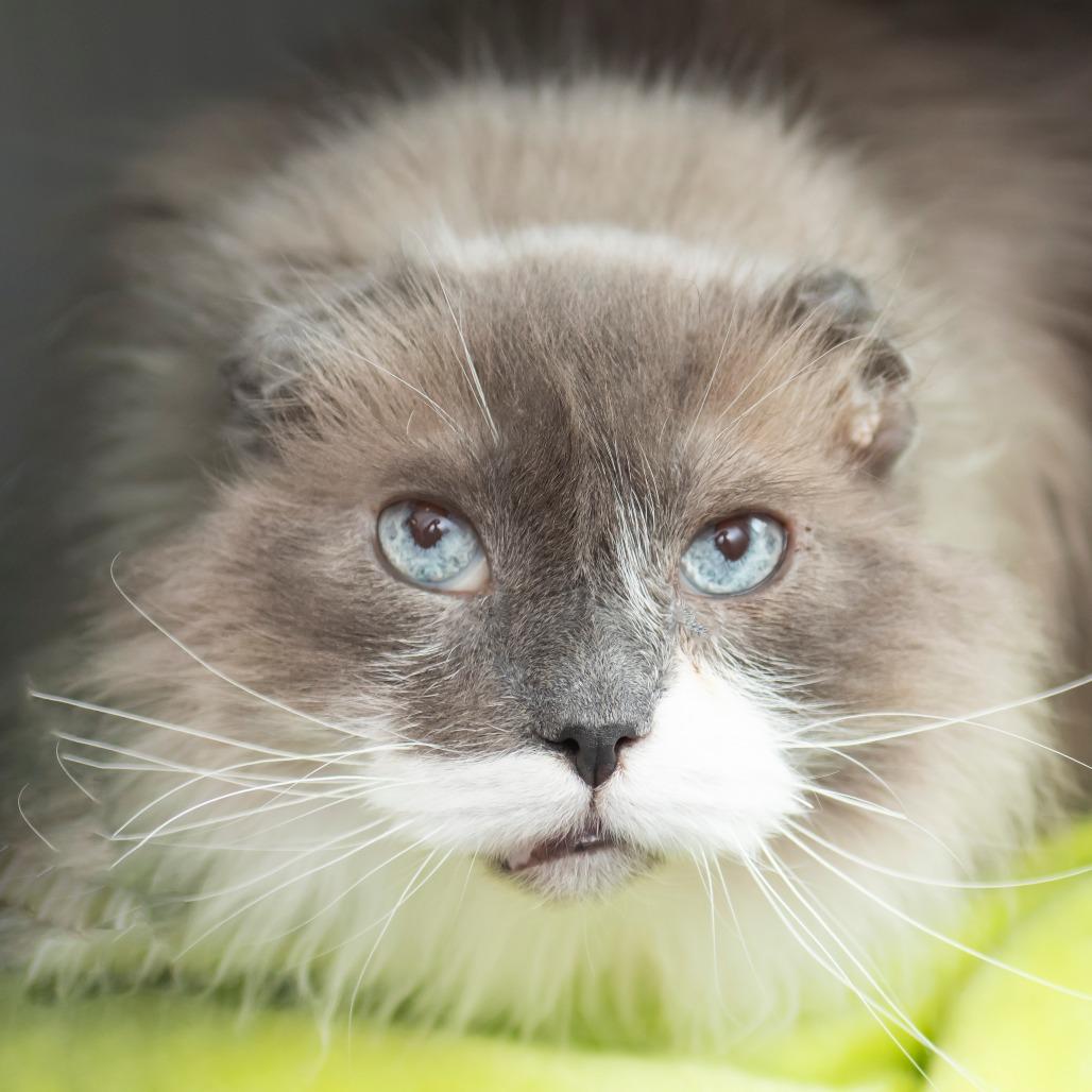 Enlarge Pat, a Adoptable Domestic Long Hair in Middletown, RI image 1/1