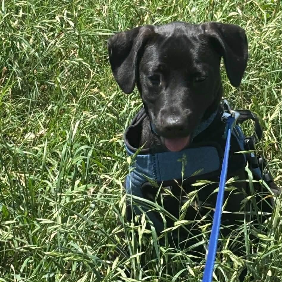 Chimi, a Adoptable mixed breed in South Saint Paul, MN image 3/3