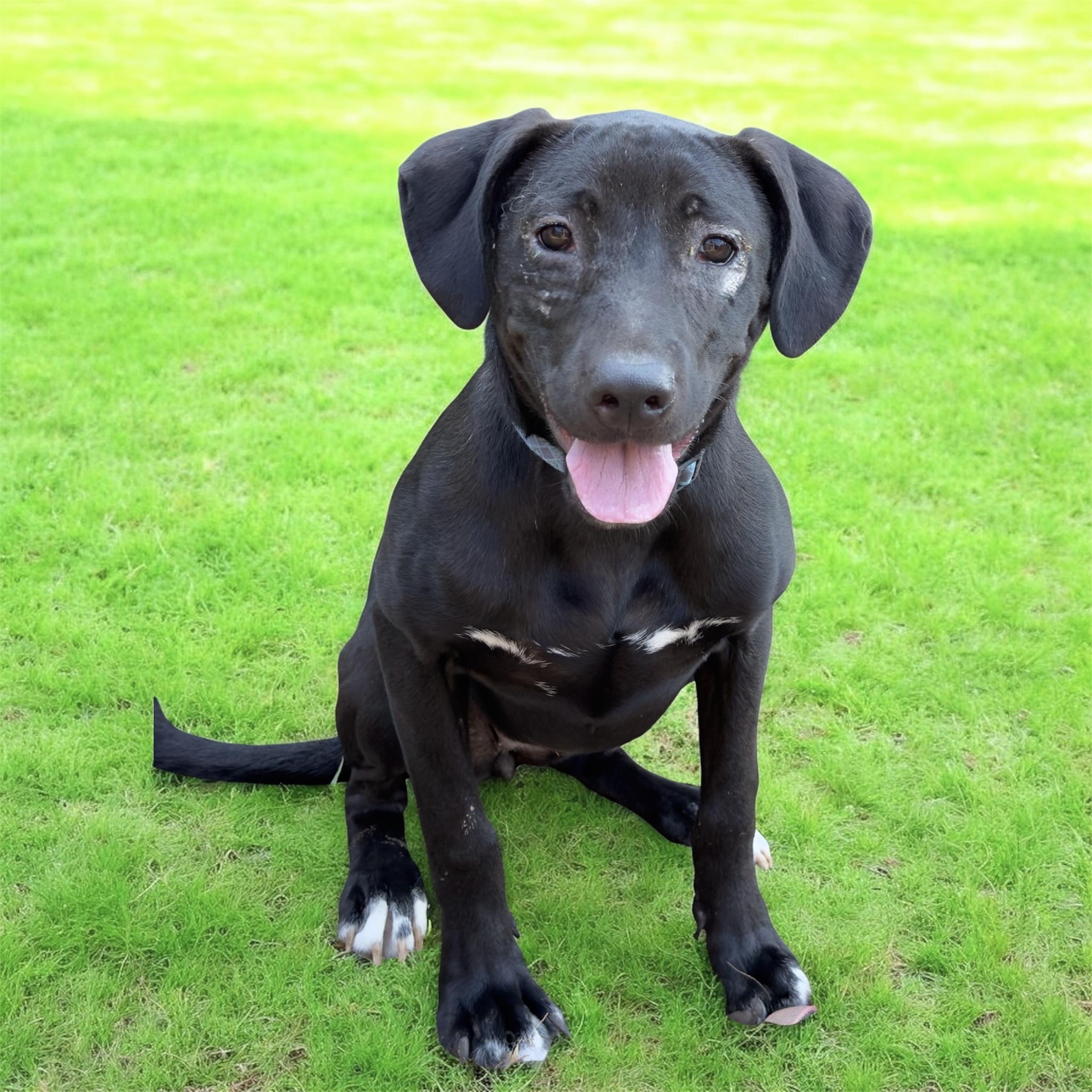 Chimi, a Adoptable mixed breed in South Saint Paul, MN image 2/3