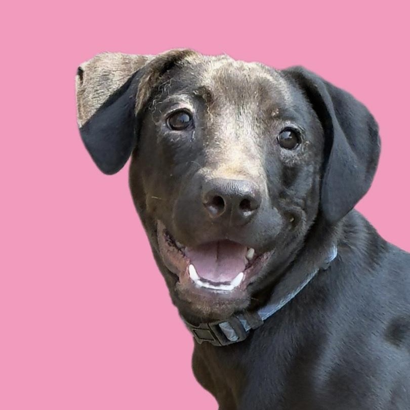 Chimi, Adoptable, Puppy Female Black Labrador Retriever & Labrador Retriever.