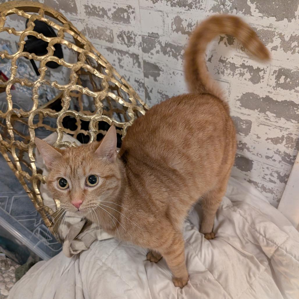 Enlarge Romi, a Adoptable Domestic Short Hair in Woodstock, VA image 1/4