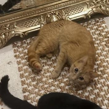 Enlarge Romi, a Adoptable Domestic Short Hair in Woodstock, VA image 2/4