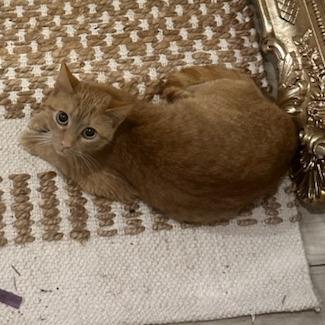 Enlarge Romi, a Adoptable Domestic Short Hair in Woodstock, VA image 3/4