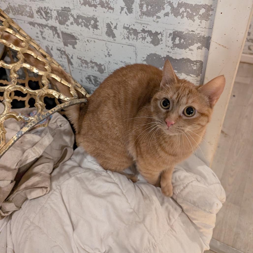 Enlarge Romi, a Adoptable Domestic Short Hair in Woodstock, VA image 4/4