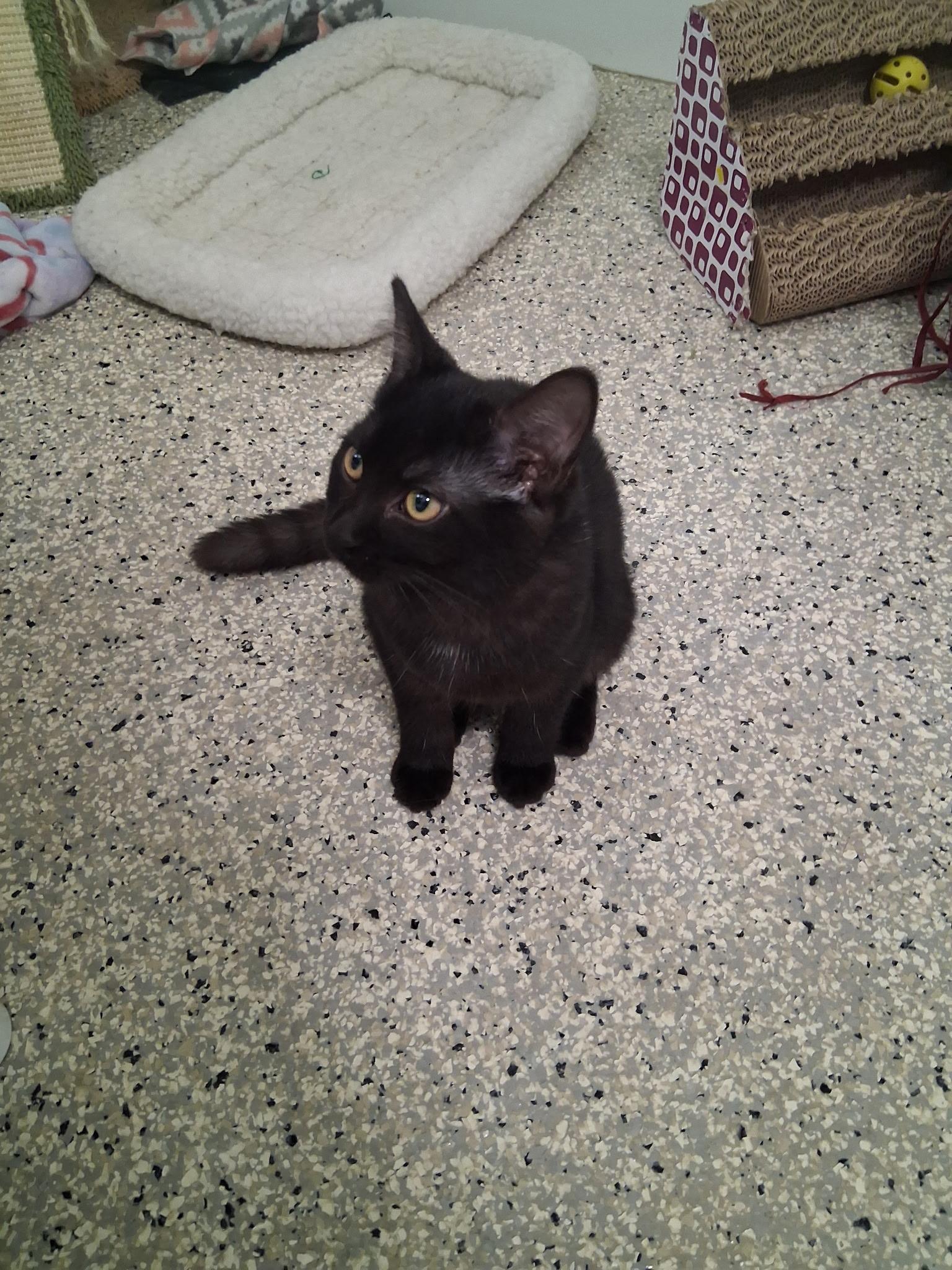 Mary, Adoptable, Young Female Domestic Short Hair.