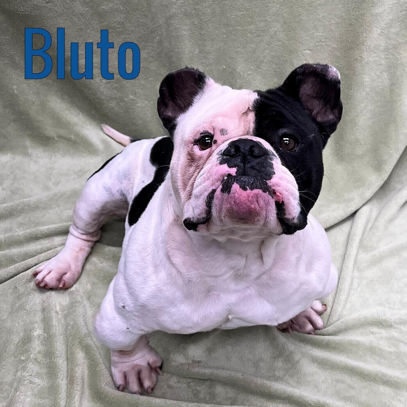 Bluto, ADOPTABLE, Adult Male Bulldog.