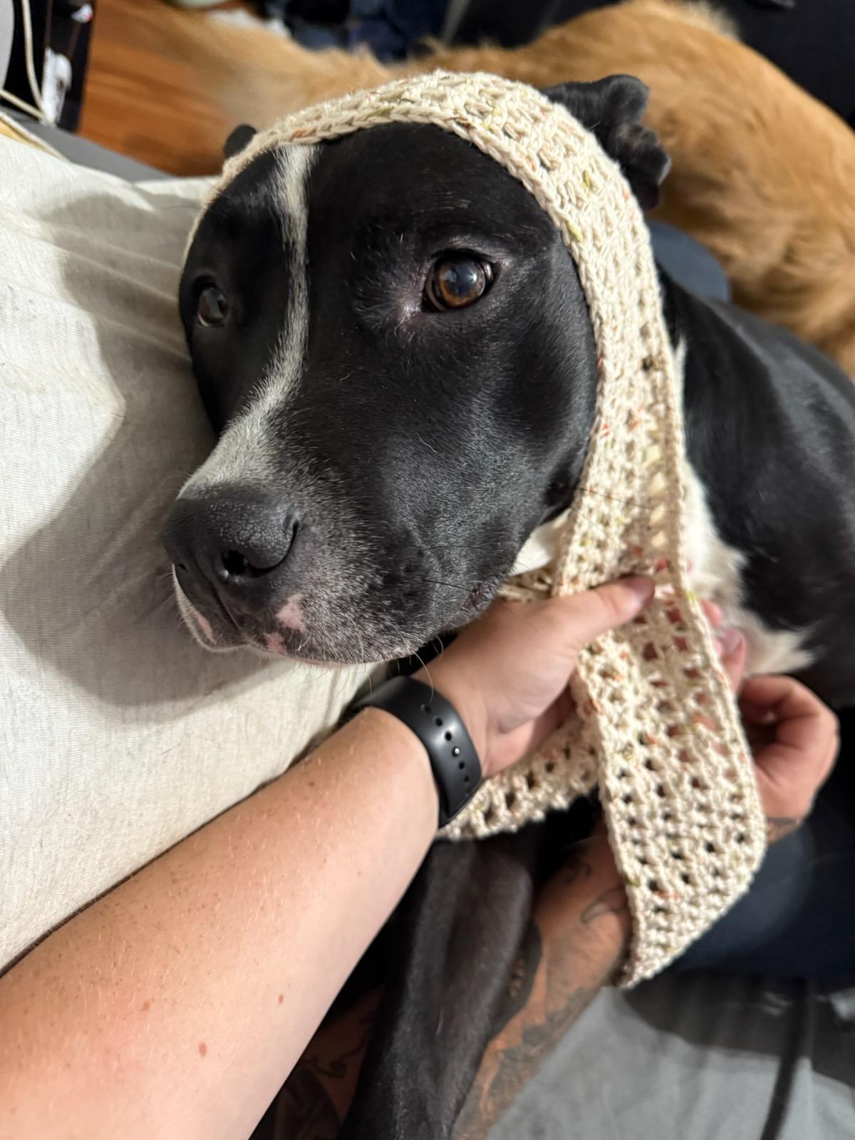 Hoss (Courtesy Post)