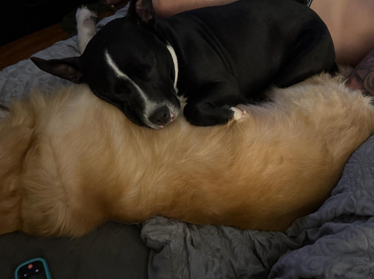 Hoss (Courtesy Post)