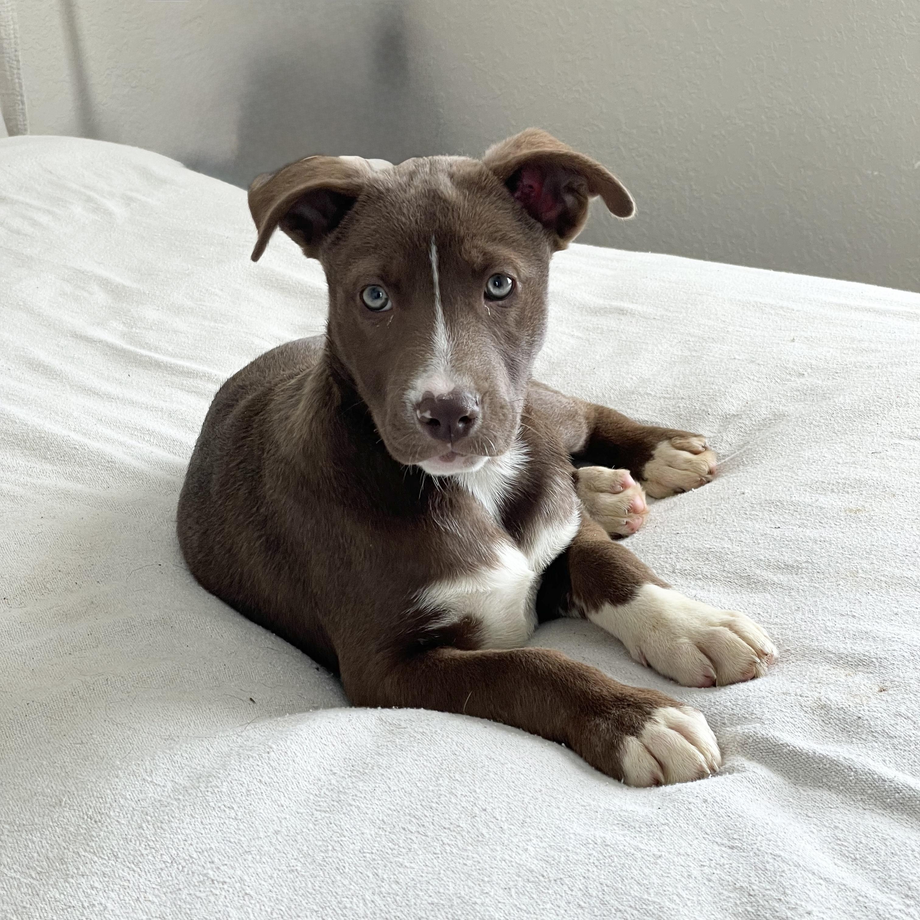 Gorgeous Gleason, a ADOPTABLE mixed breed in West Hartford , CT image 2/5