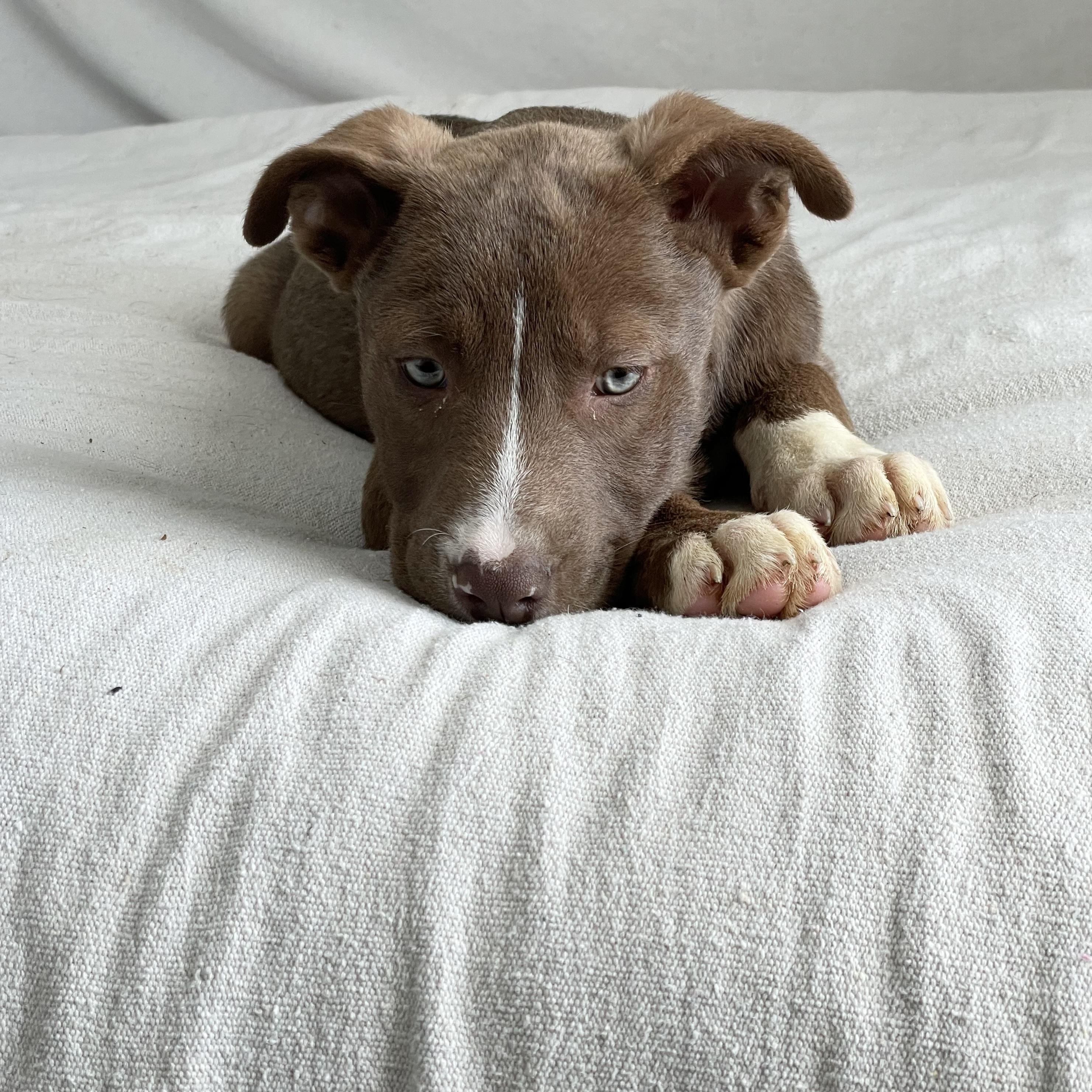 Gorgeous Gleason, a ADOPTABLE mixed breed in West Hartford , CT image 3/5