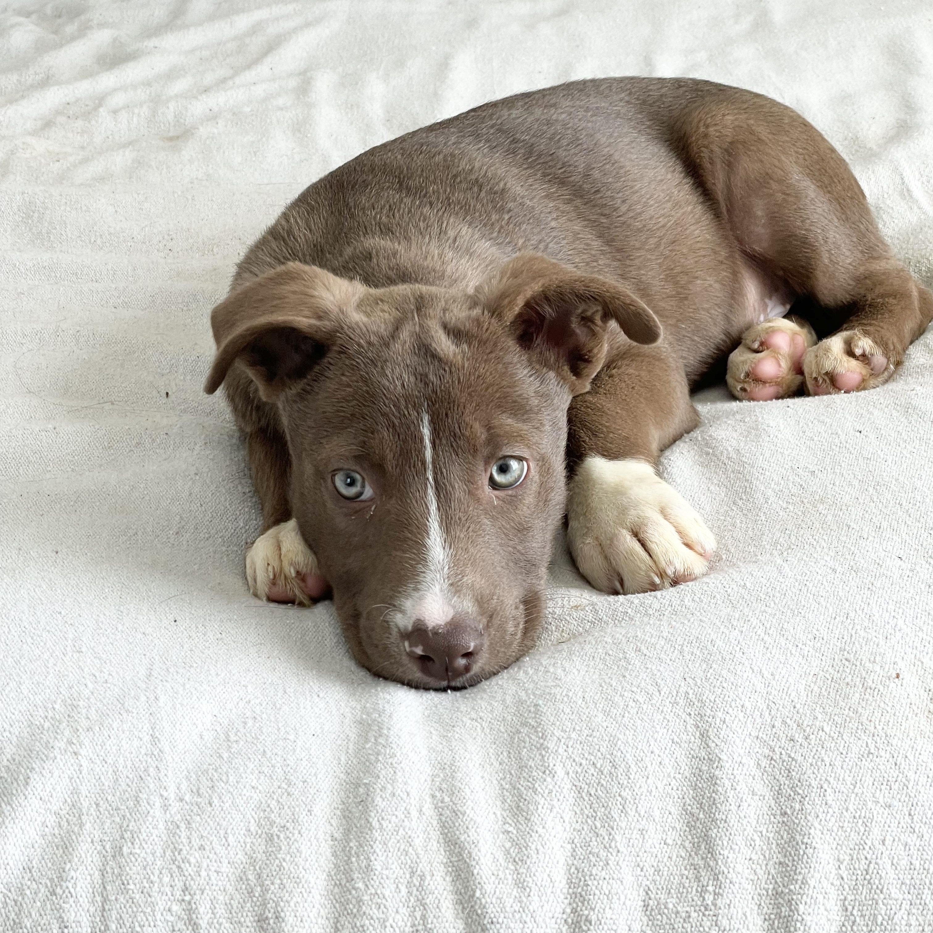 Gorgeous Gleason, a ADOPTABLE mixed breed in West Hartford , CT image 5/5