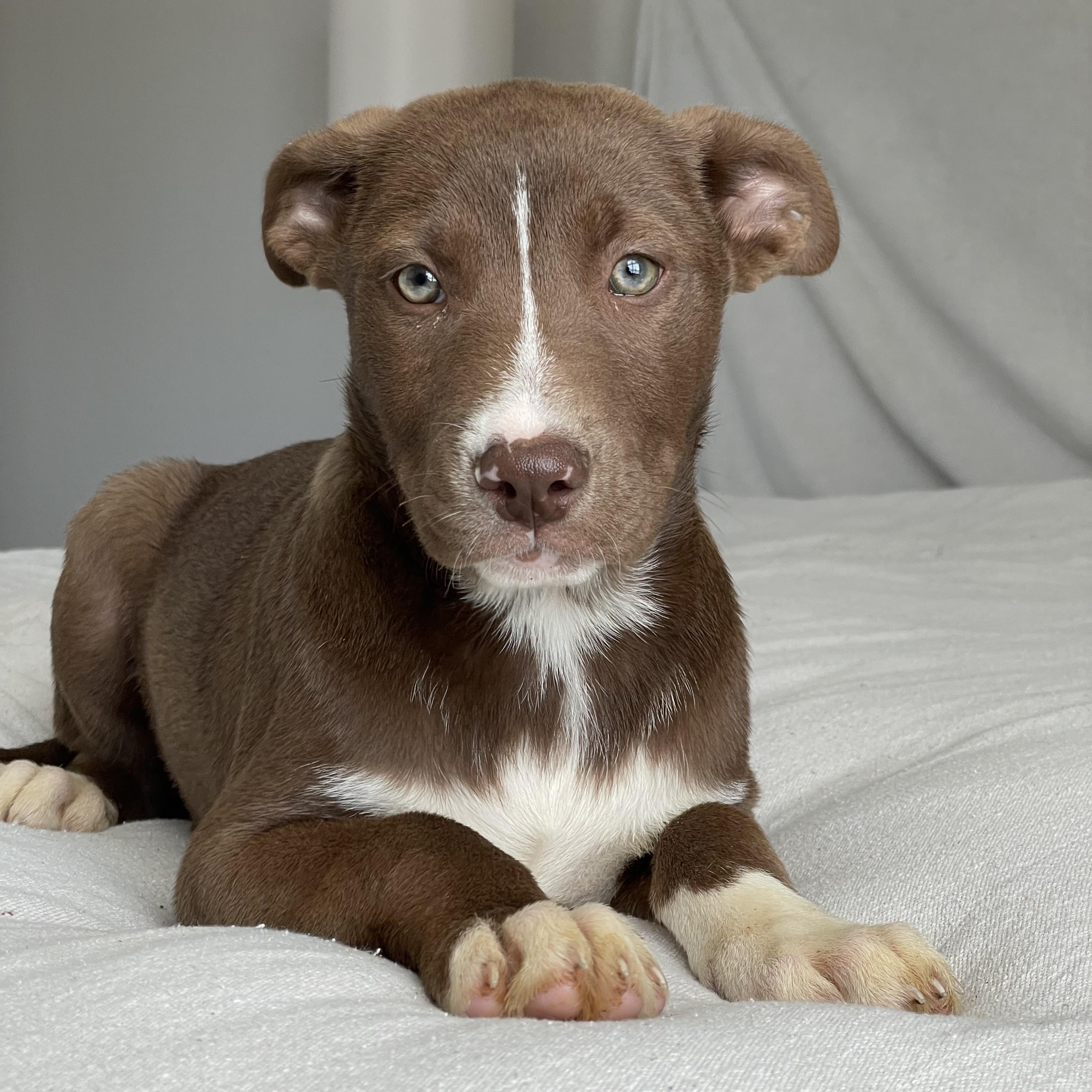 Gorgeous Gleason, ADOPTABLE, Puppy Male Chocolate Labrador Retriever & Labrador Retriever.
