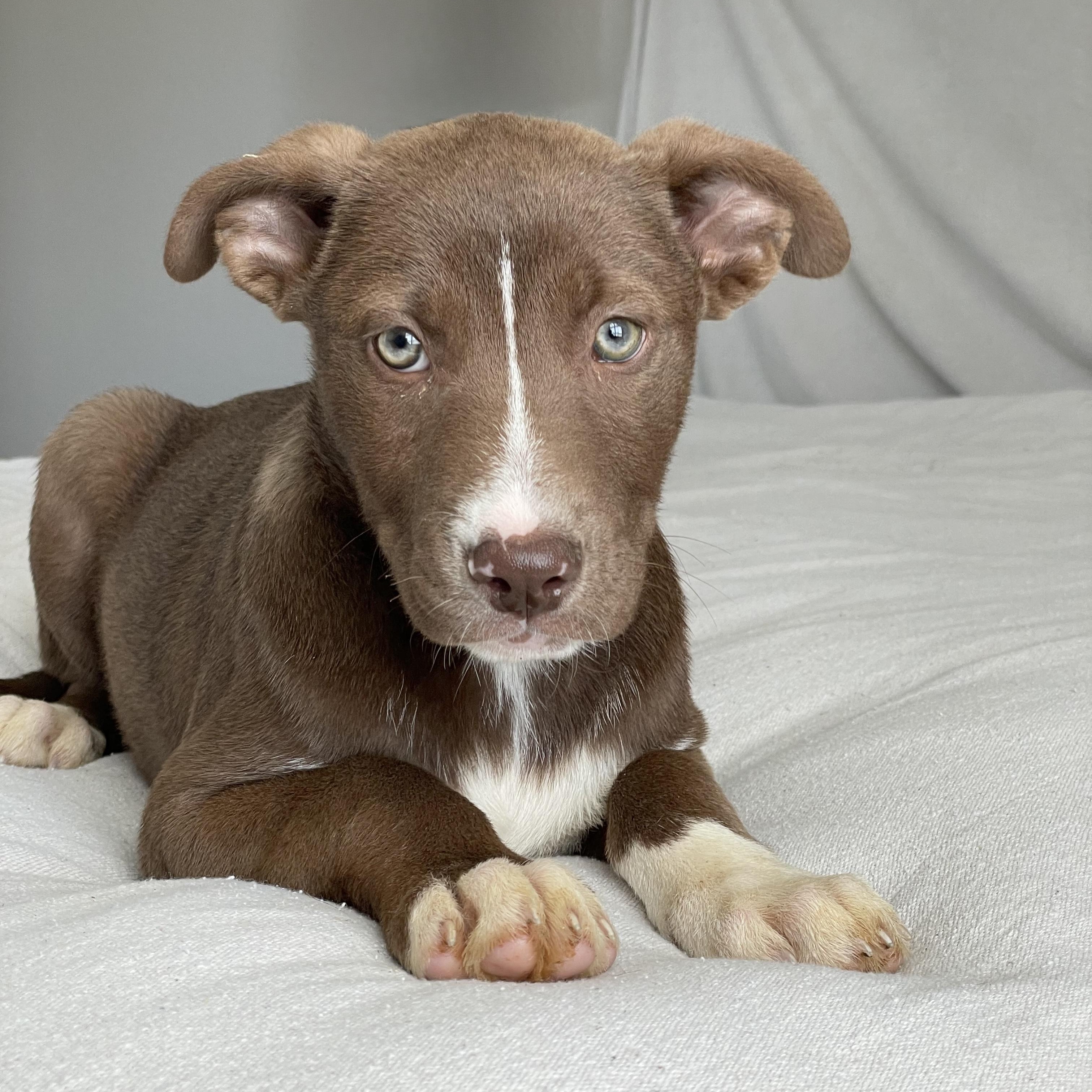 Gorgeous Gleason, a ADOPTABLE mixed breed in West Hartford , CT image 4/5