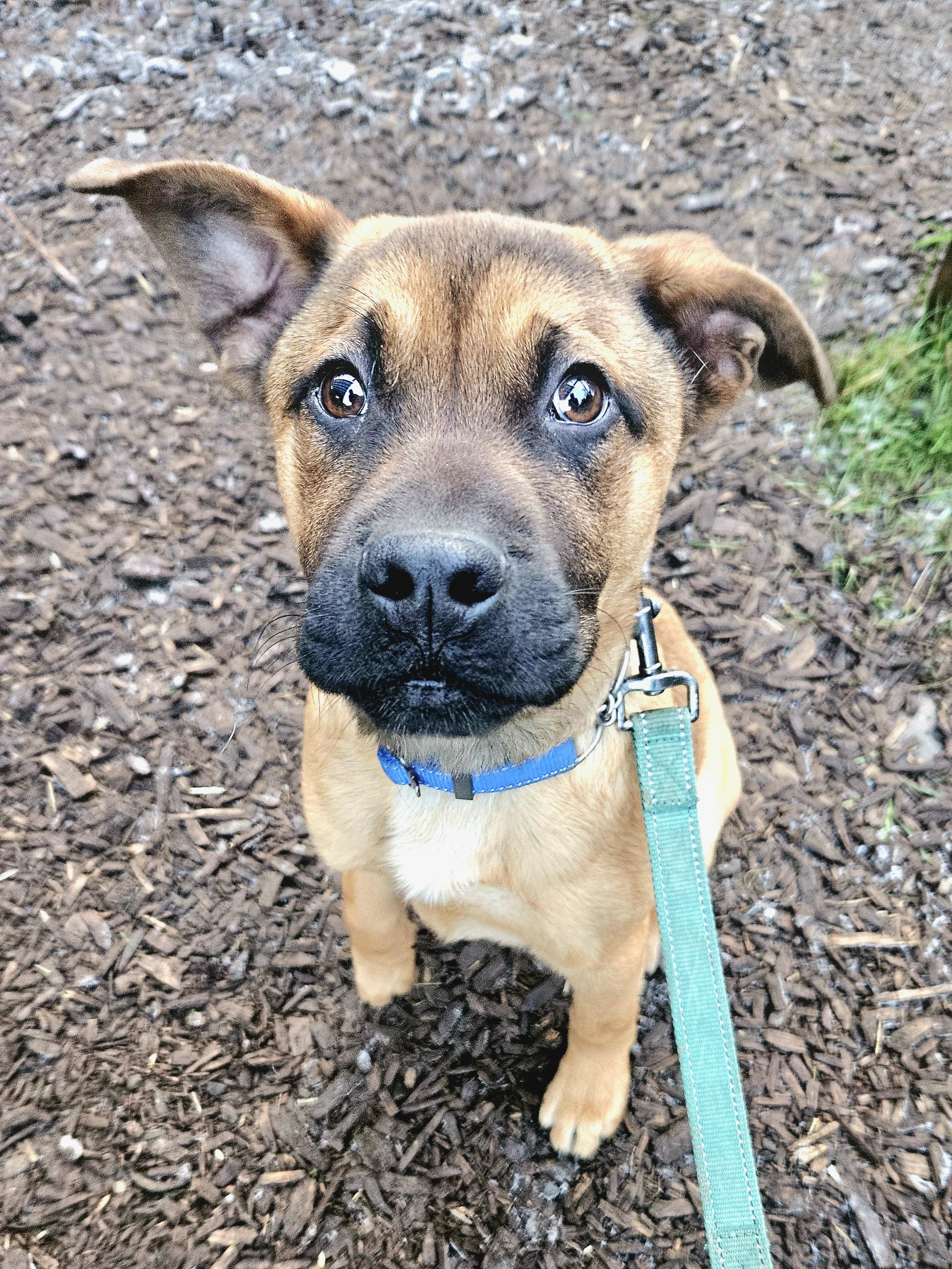 Enlarge Frosty, a ADOPTABLE mixed breed in Junction City, OR image 2/6