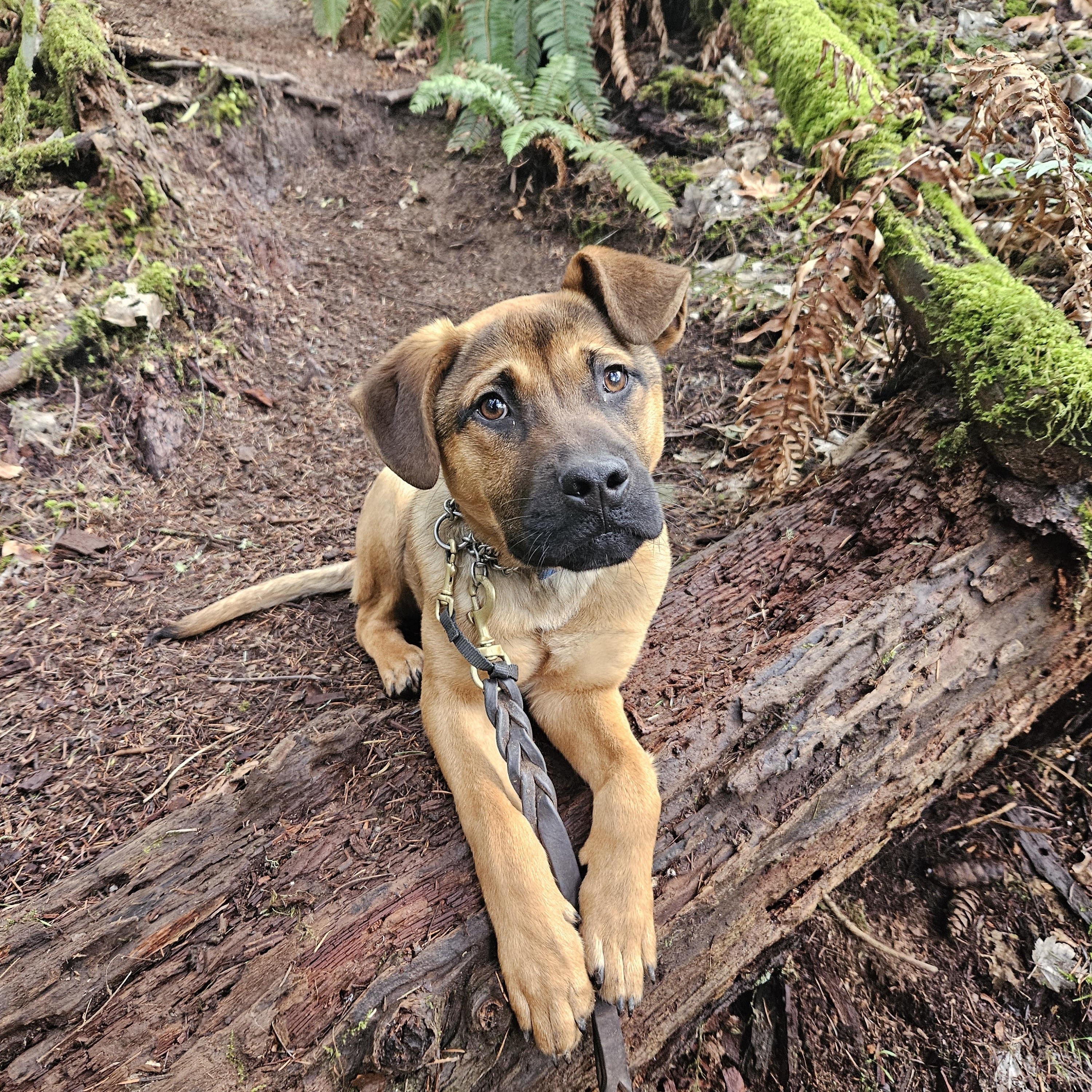 Frosty, ADOPTABLE, Young Male German Shepherd Dog & Terrier.