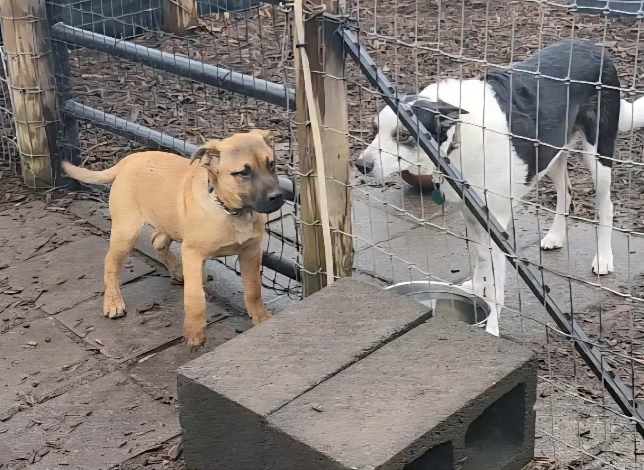 Enlarge Frosty, a ADOPTABLE mixed breed in Junction City, OR image 4/6