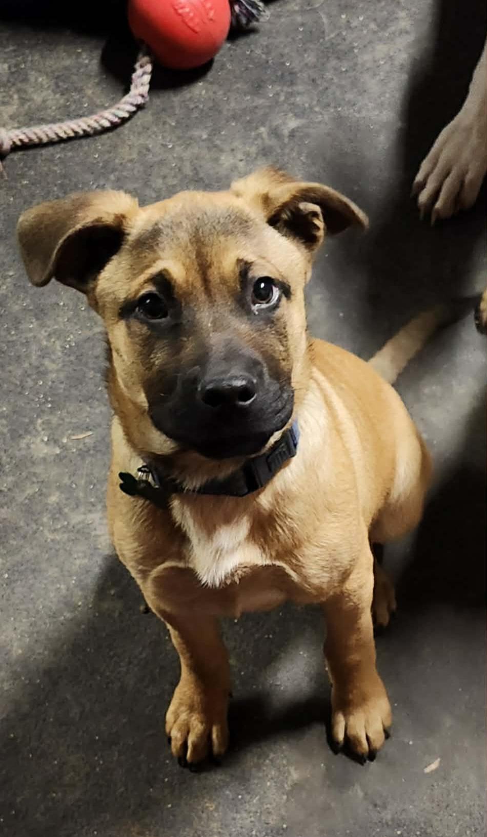 Frosty, ADOPTABLE, Puppy Male German Shepherd Dog & Shepherd.