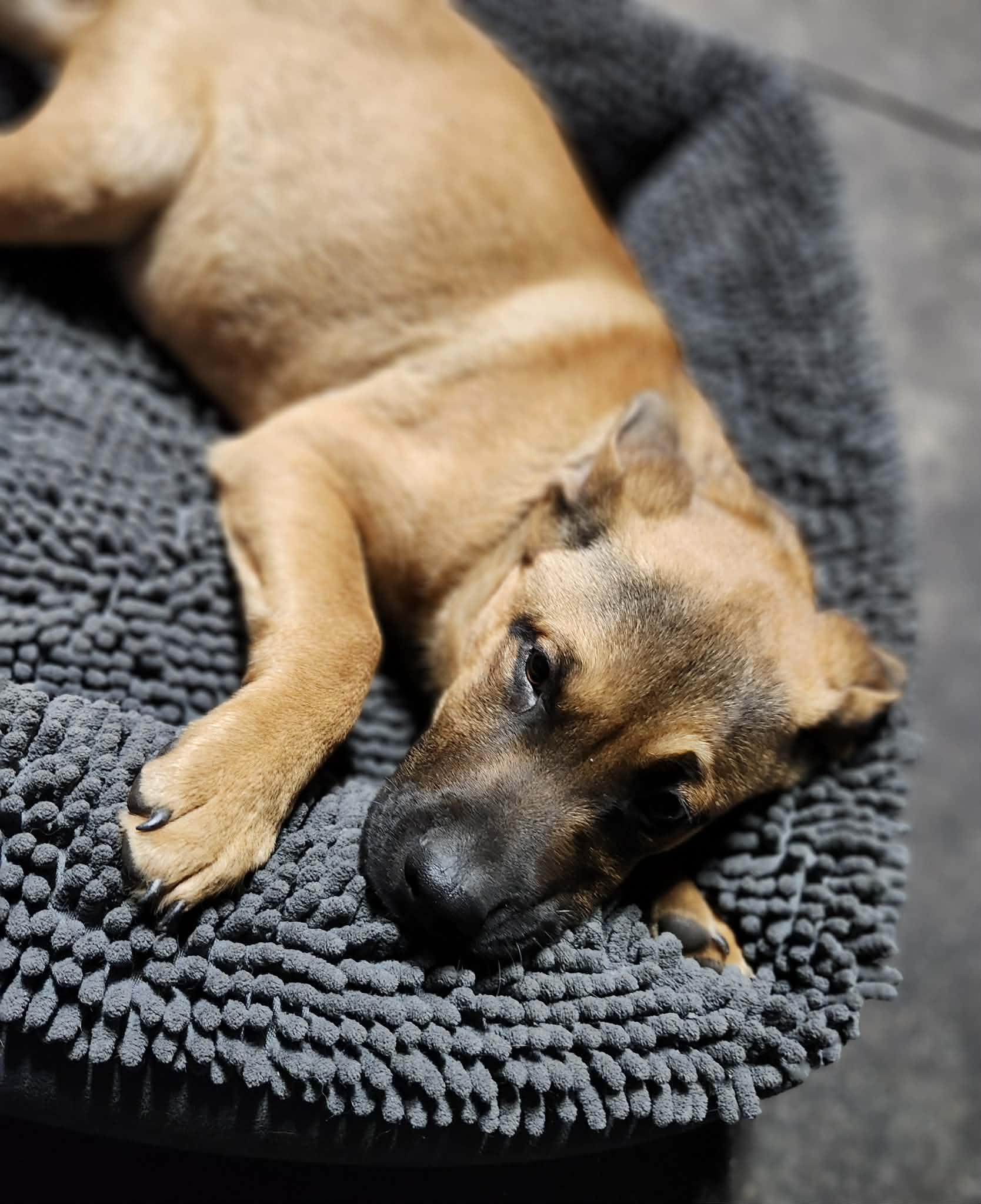 Enlarge Frosty, a ADOPTABLE mixed breed in Junction City, OR image 2/6