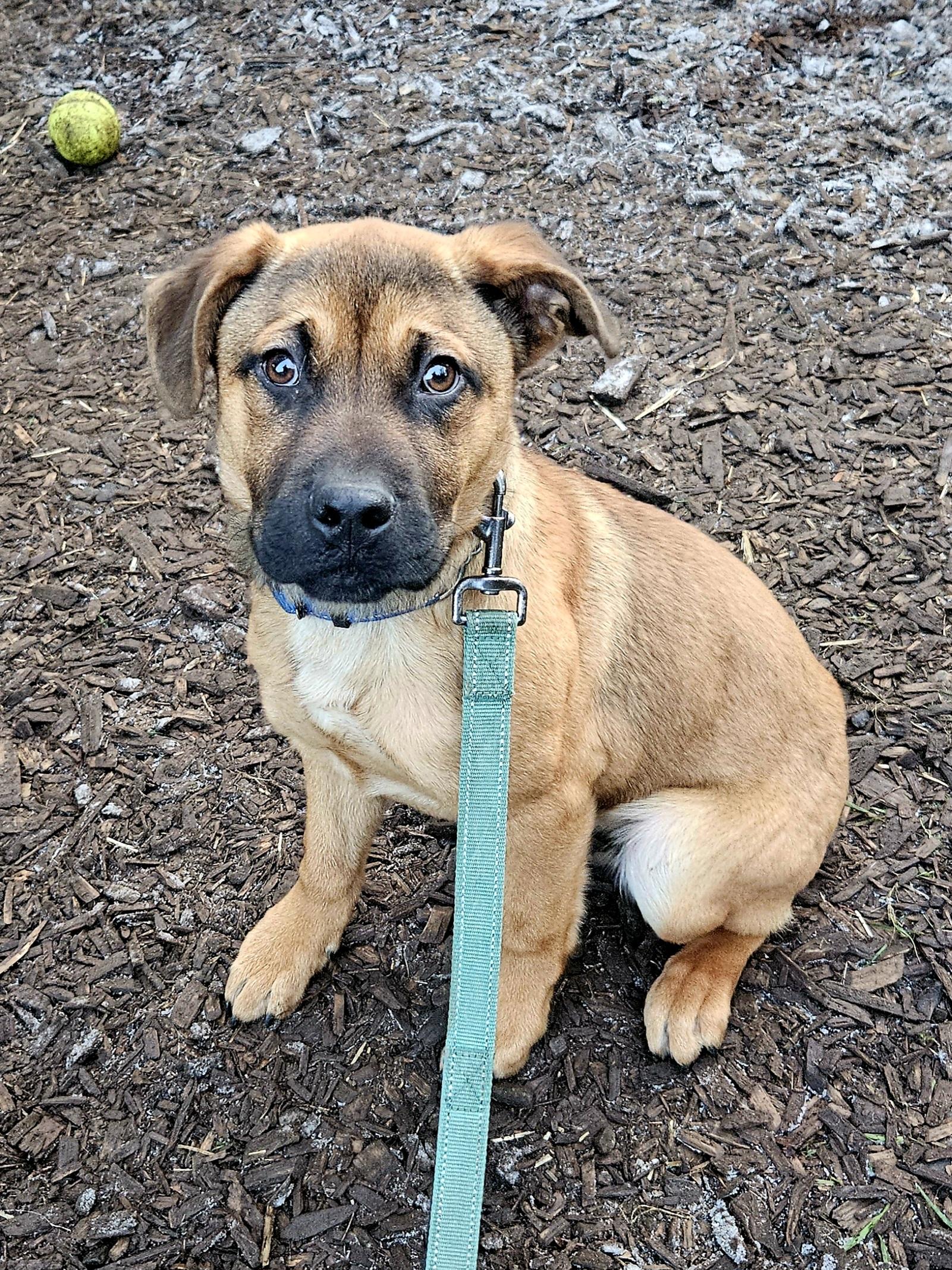 Frosty, ADOPTABLE, Puppy Male German Shepherd Dog & Rottweiler.