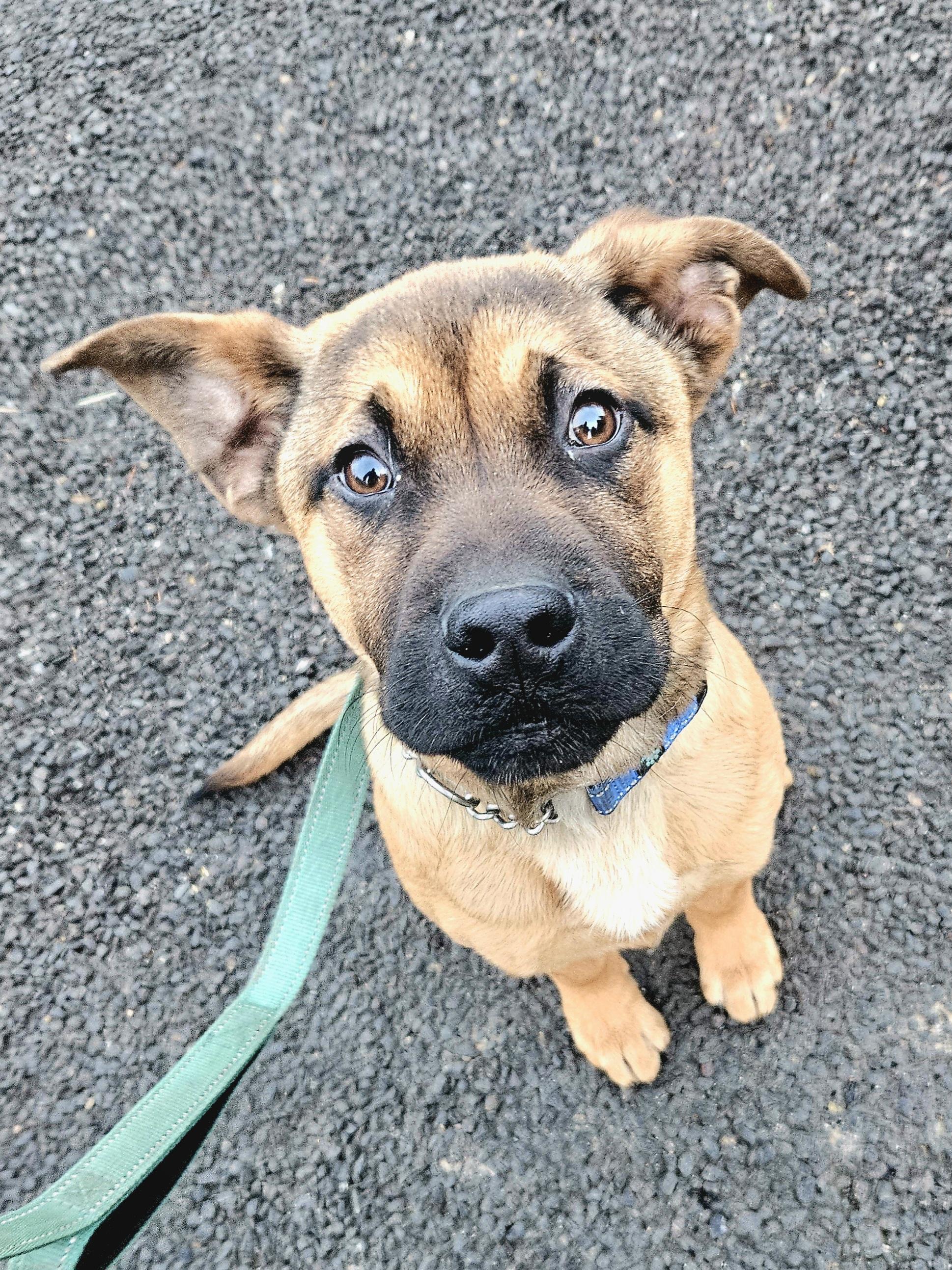 Enlarge Frosty, a ADOPTABLE mixed breed in Junction City, OR image 4/6