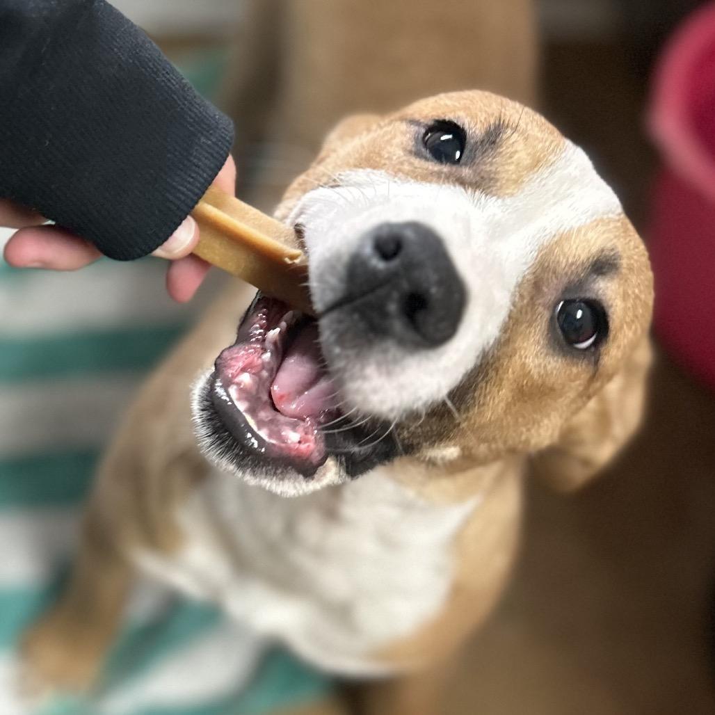 Enlarge Toe, a Adoptable mixed breed in Dixon, IL image 1/1