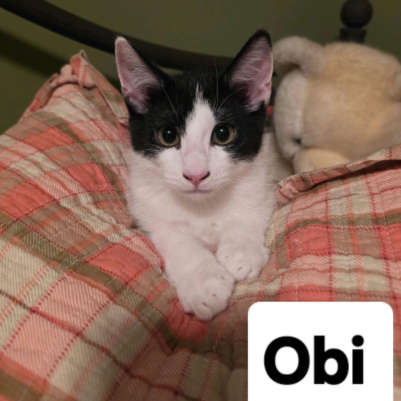 Enlarge Obi...making Friends One Belly Rub at a Time, a Adoptable Domestic Short Hair in Murfreesboro, TN image 1/1