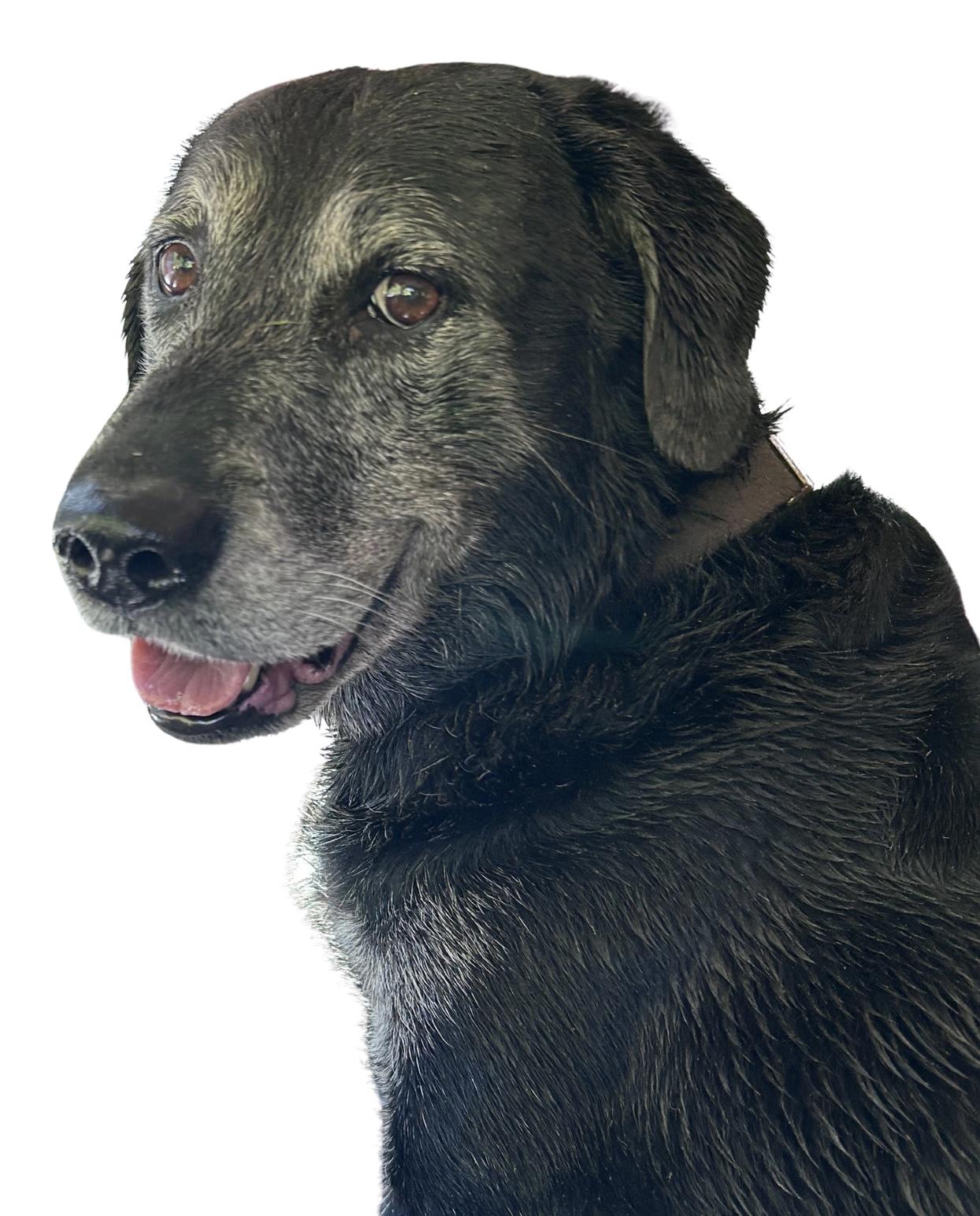 Enlarge Ozzy, a ADOPTABLE Black Labrador Retriever in Tyler Hill, PA image 1/1