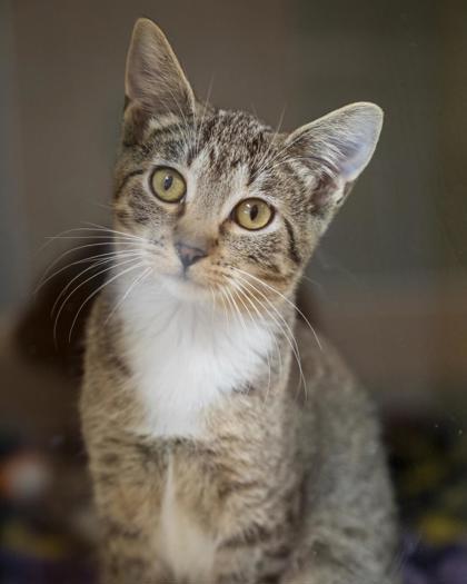 Charlotte, Adoptable, Kitten Female Domestic Short Hair & Domestic Short Hair.