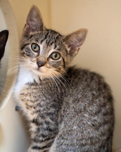 Charlotte, Adoptable, Kitten Female Domestic Short Hair & Domestic Short Hair.