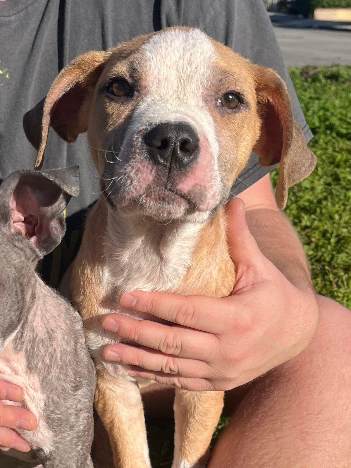 Duke, ADOPTABLE, Puppy Male Pit Bull Terrier.