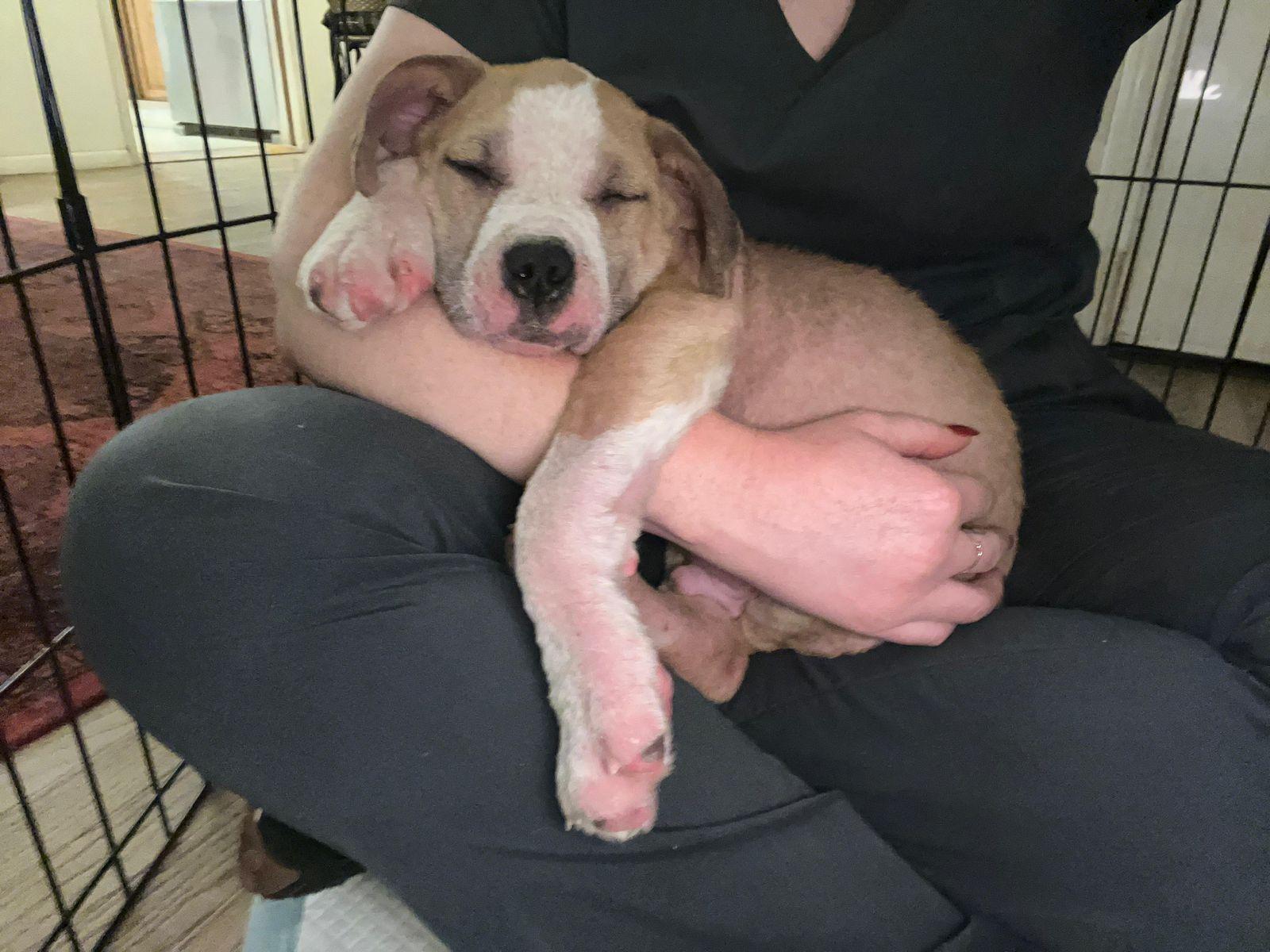 Enlarge Duke, a ADOPTABLE Pit Bull Terrier in Los Angeles, CA image 5/6