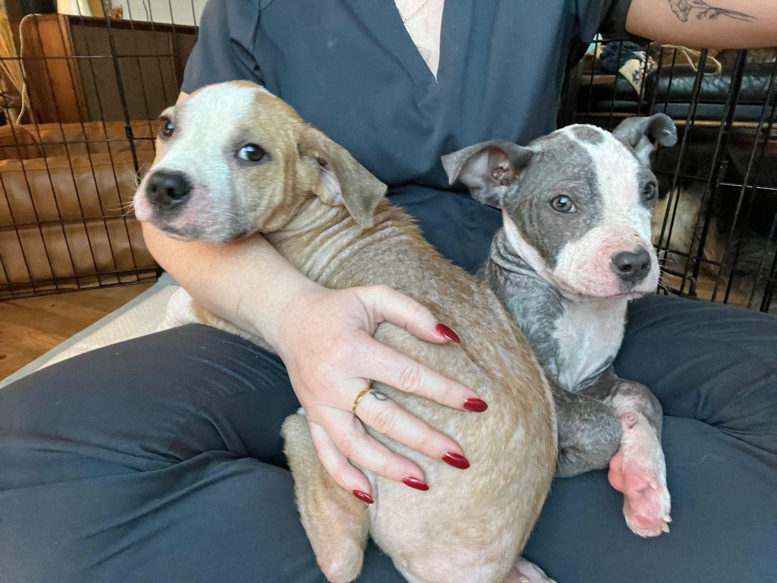 Enlarge Duke, a ADOPTABLE Pit Bull Terrier in Los Angeles, CA image 4/6