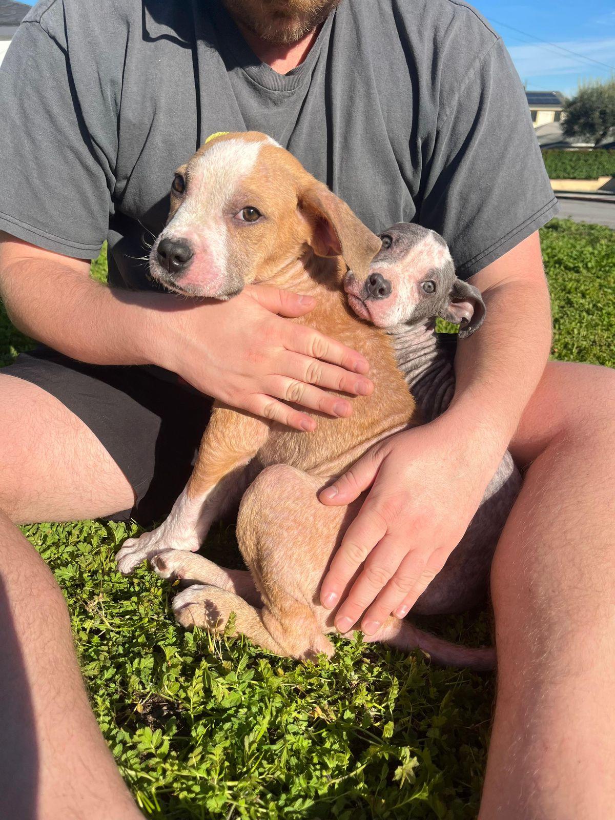 Enlarge Duke, a ADOPTABLE Pit Bull Terrier in Los Angeles, CA image 3/6