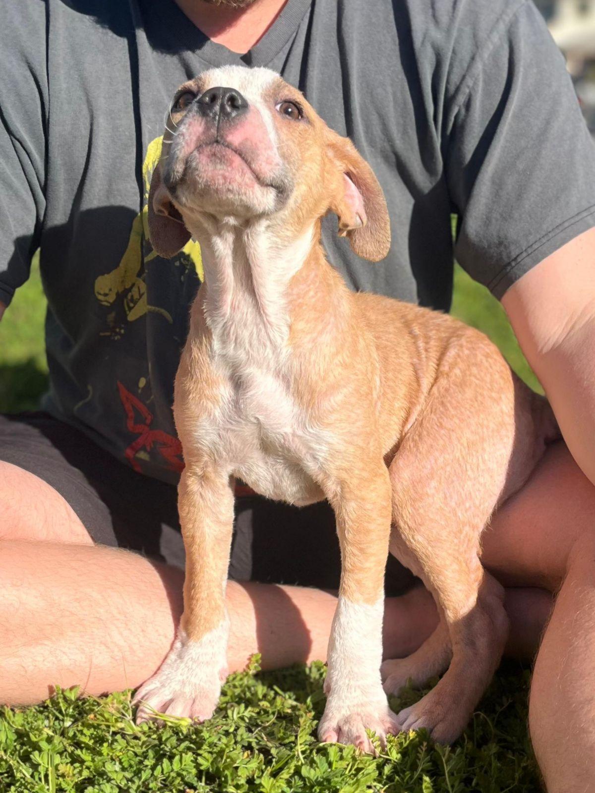 Enlarge Duke, a ADOPTABLE Pit Bull Terrier in Los Angeles, CA image 2/6