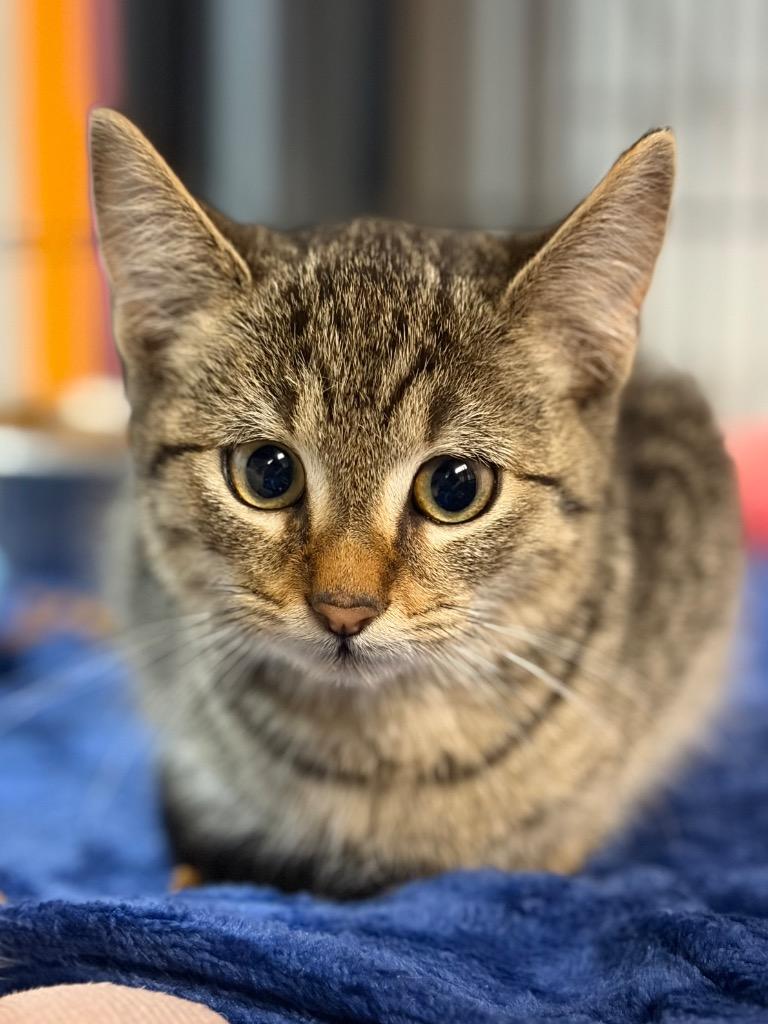 Ruffles, Adoptable, Kitten Male Domestic Short Hair.