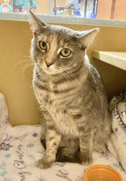 Katy, Adoptable, Young Female Domestic Short Hair & Domestic Short Hair.