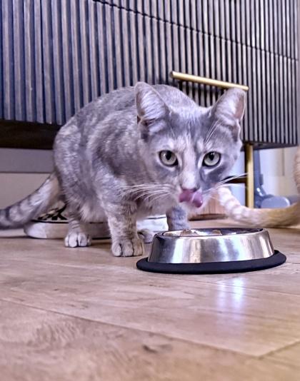 Katy, Adoptable, Young Female Domestic Short Hair & Domestic Short Hair.