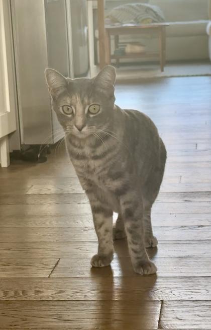 Katy, a Adoptable mixed breed in San Diego, CA image 2/3