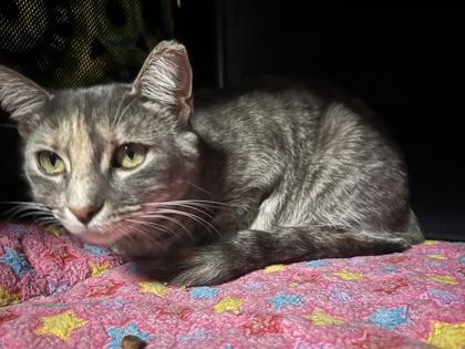 Katy, a Adoptable mixed breed in San Diego, CA image 3/3