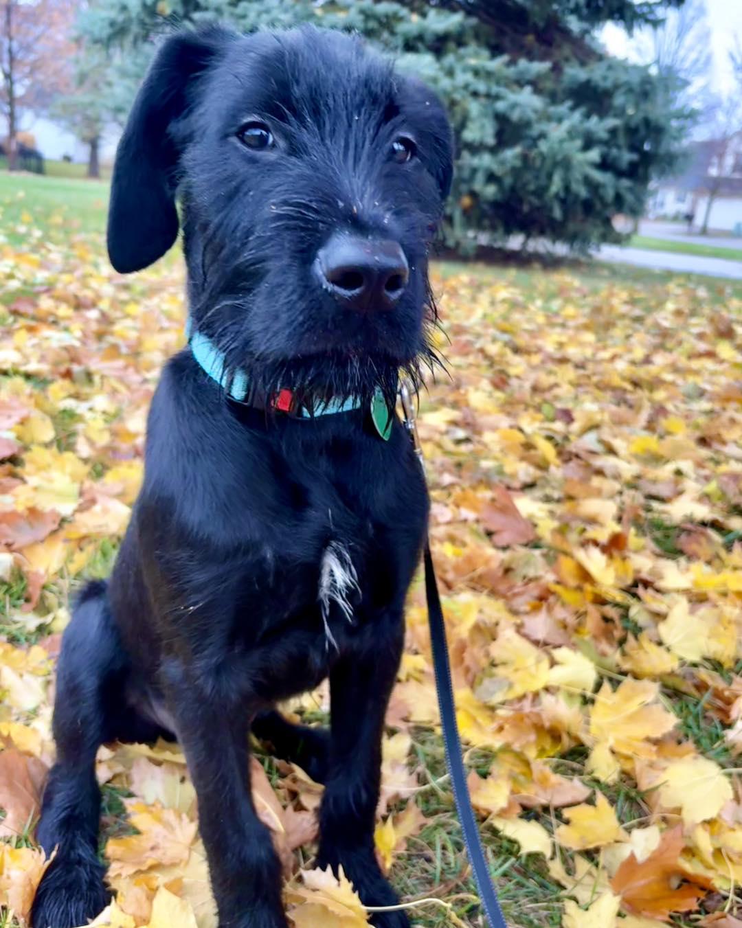 Enlarge Kerfluffle, a Adoptable mixed breed in Brattleboro, VT image 2/4