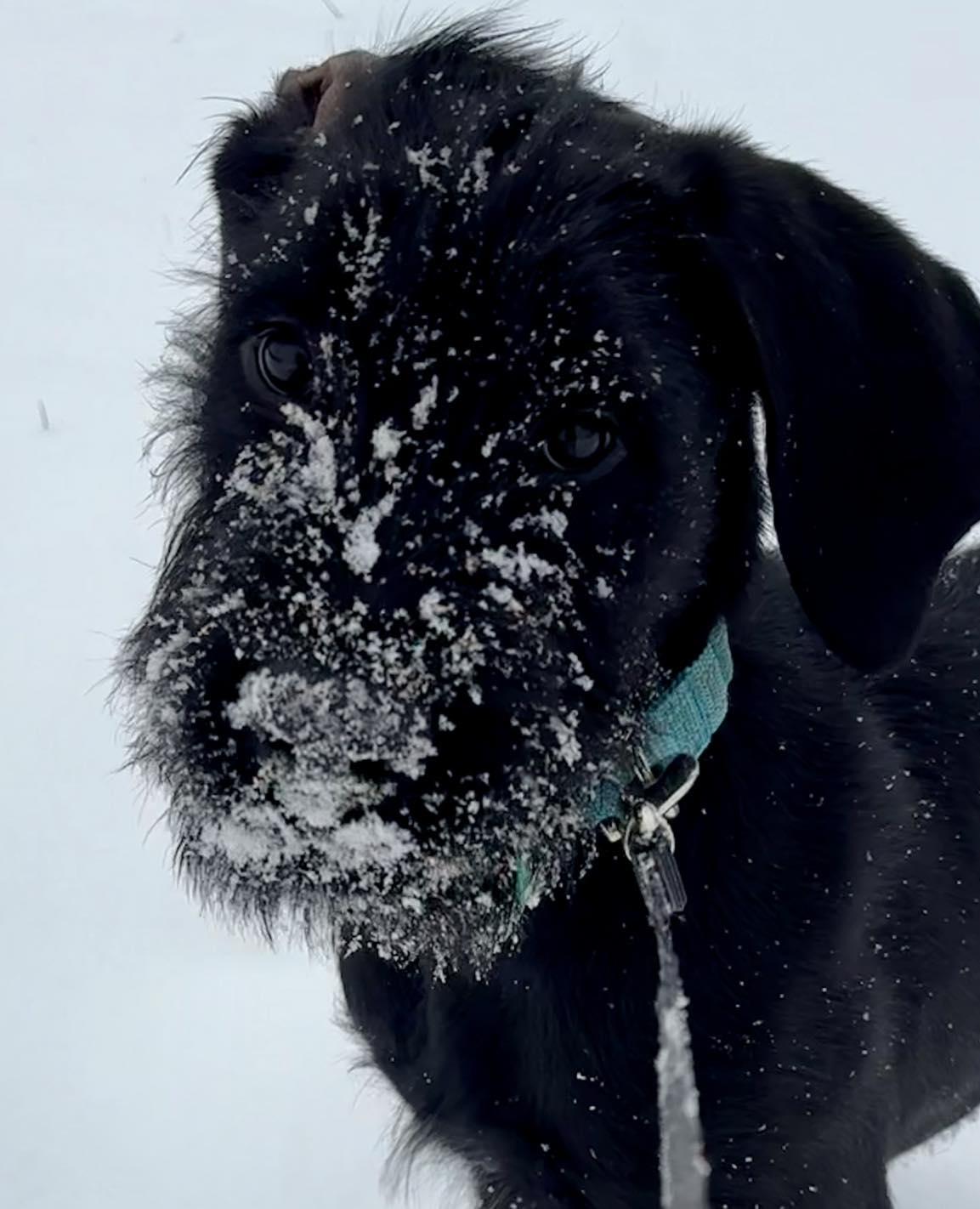 Enlarge Kerfluffle, a Adoptable mixed breed in Brattleboro, VT image 3/4