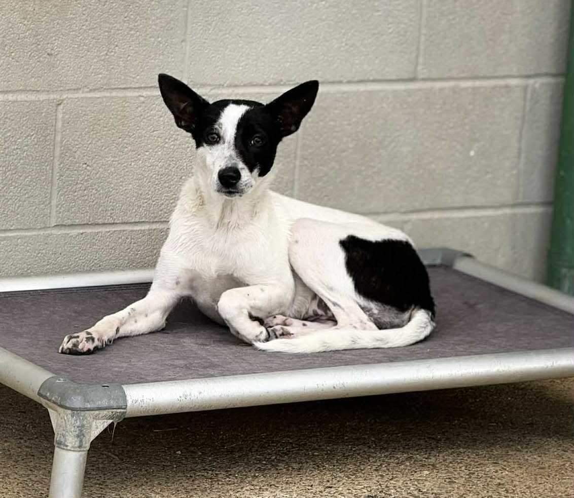 Enlarge Reba aka Dodgette, a Adoptable Mixed Breed in Westwood, NJ image 3/6